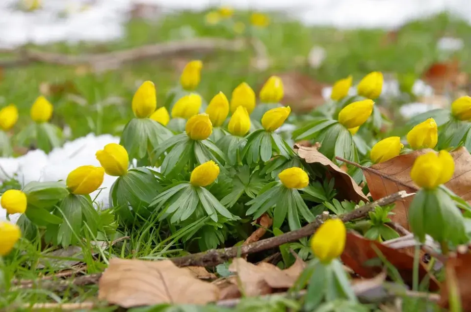 Talovín (Eranthis hyemalis)