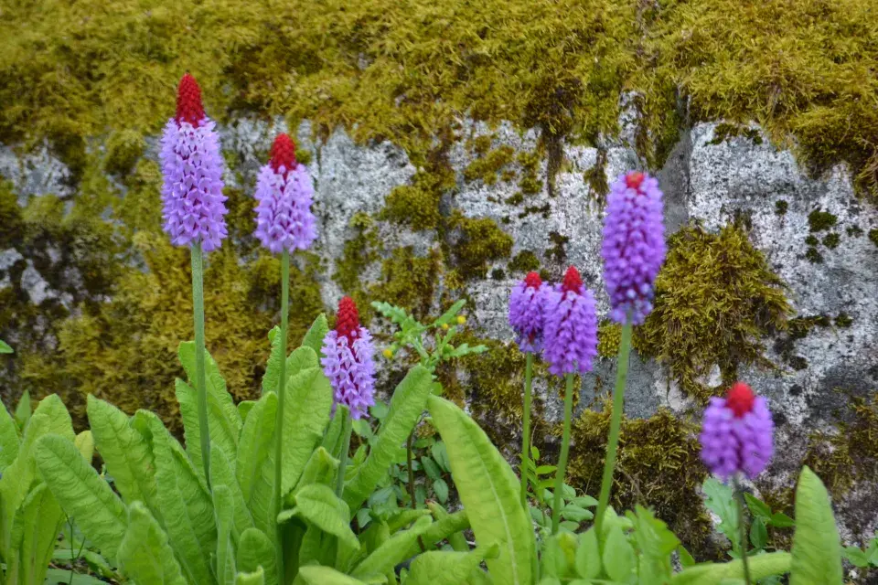 primule vstavačokvětá