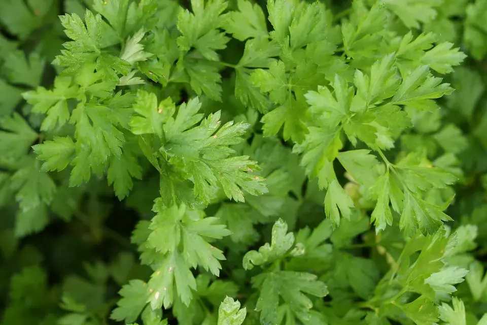 petržel hladká