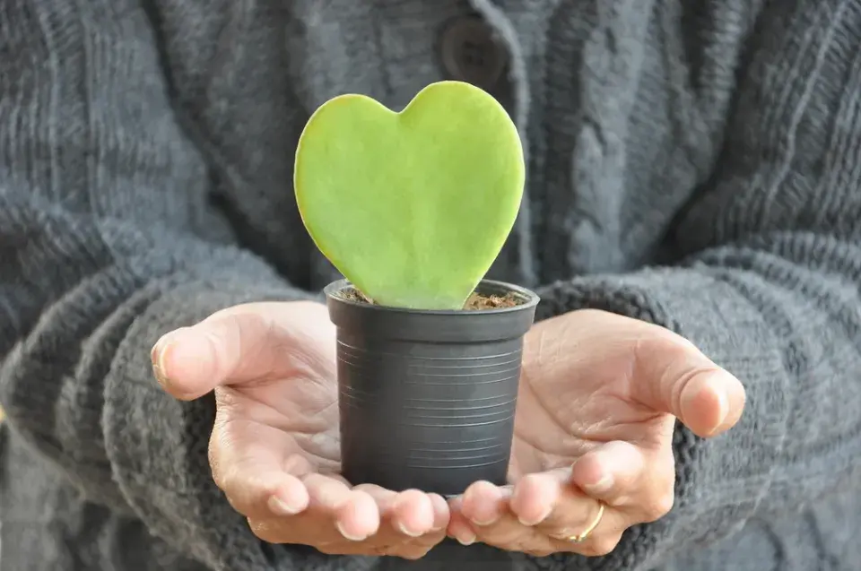 Srdíčková voskovka (Hoya kerrii)