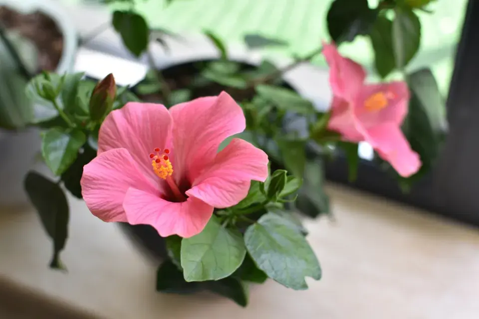 ibišek čínský (Hibiscus rosa-sinensis)