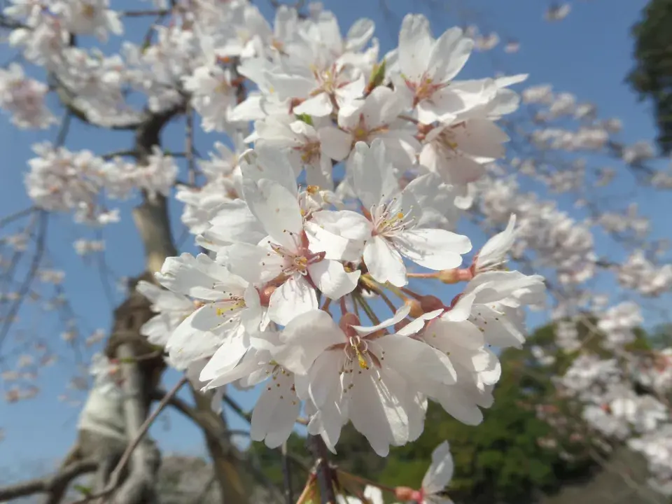 Slivoň chloupkatá (Prunus subhirtella)
