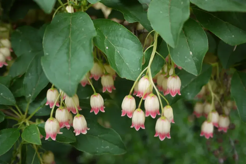 Datyně zvonkovitá (Enkianthus campanulatus)