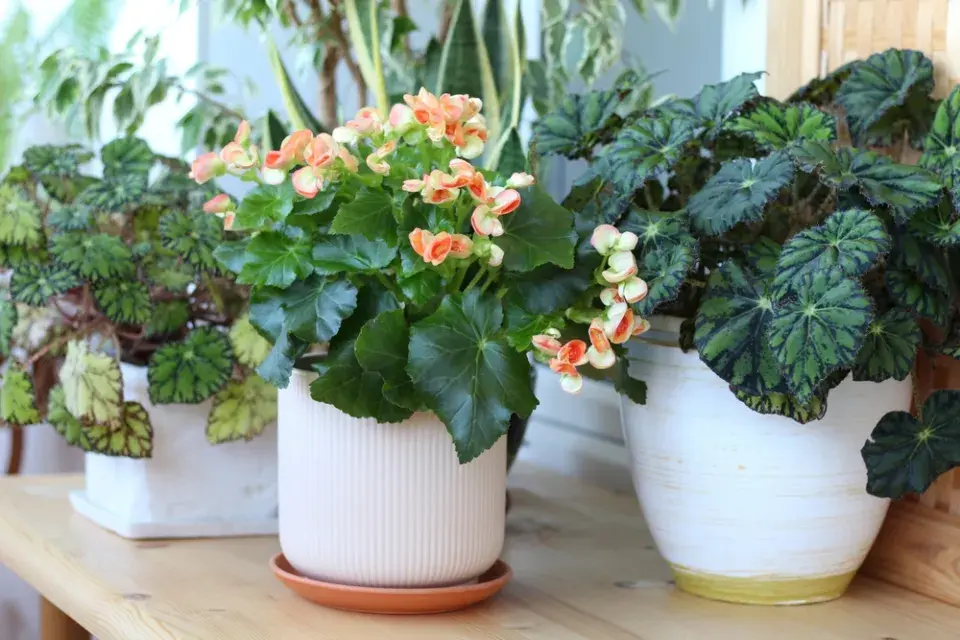 Begonie (Begonia elatior) 