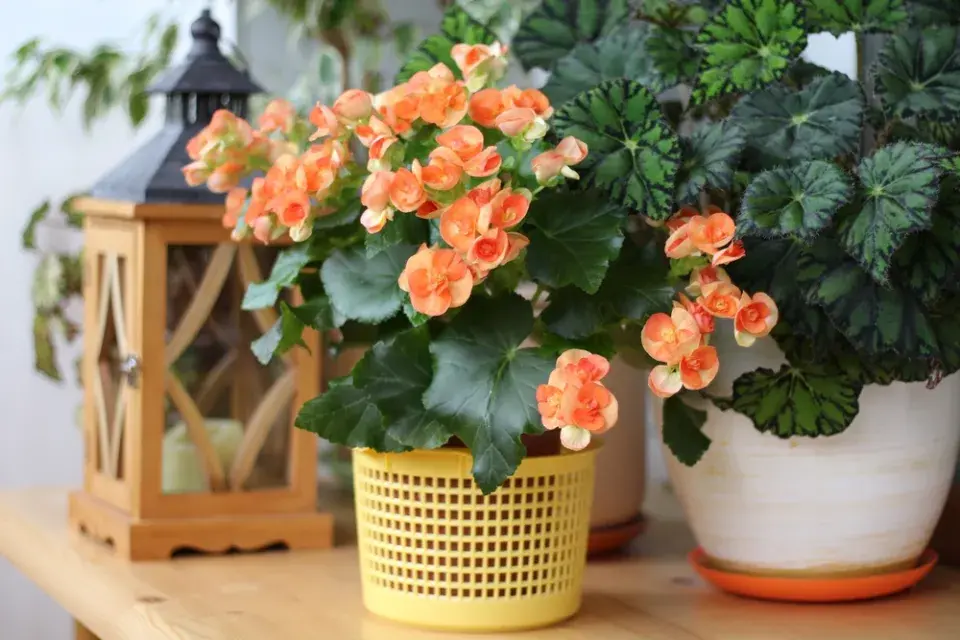 Begonie (Begonia elatior) 