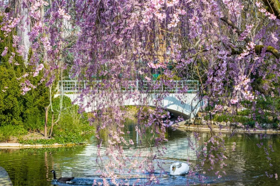 Slivoň chloupkatá (Prunus subhirtella)