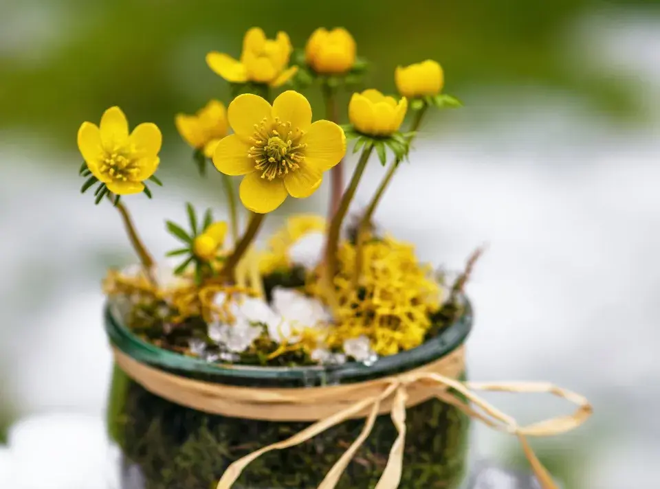 Talovín (Eranthis hyemalis)