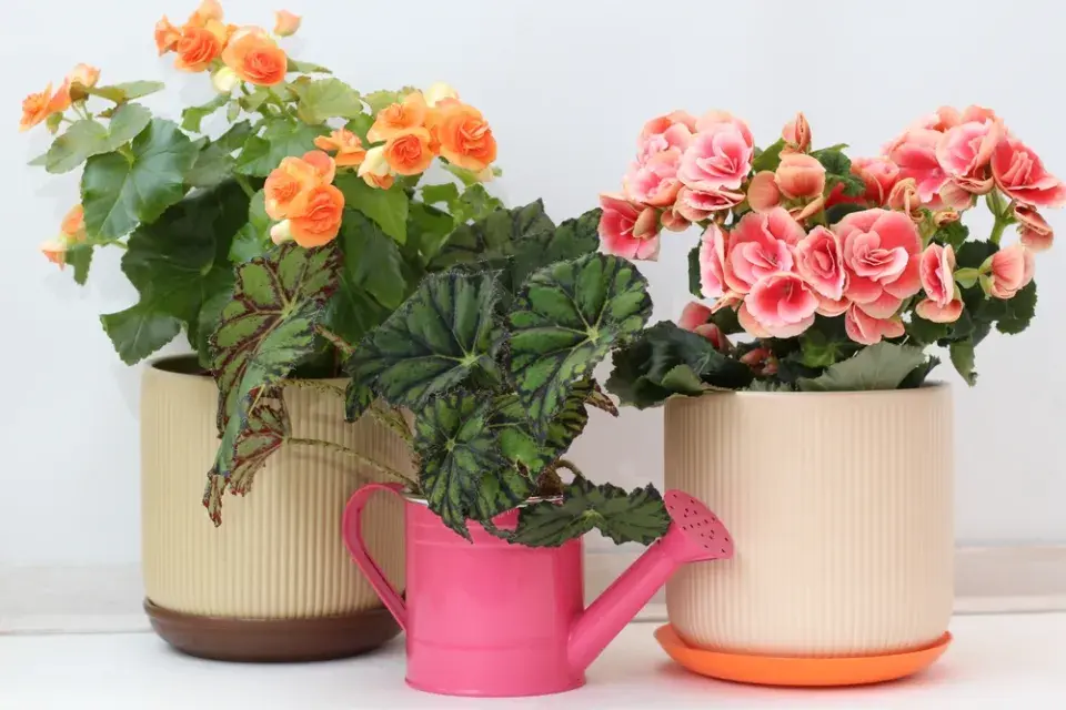 Begonie (Begonia elatior) 