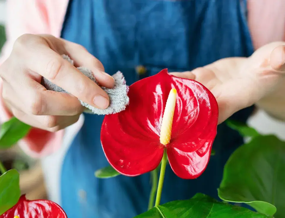 Anturie, toulitka (Anthurium) 