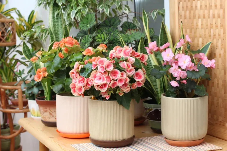 Begonie (Begonia elatior)