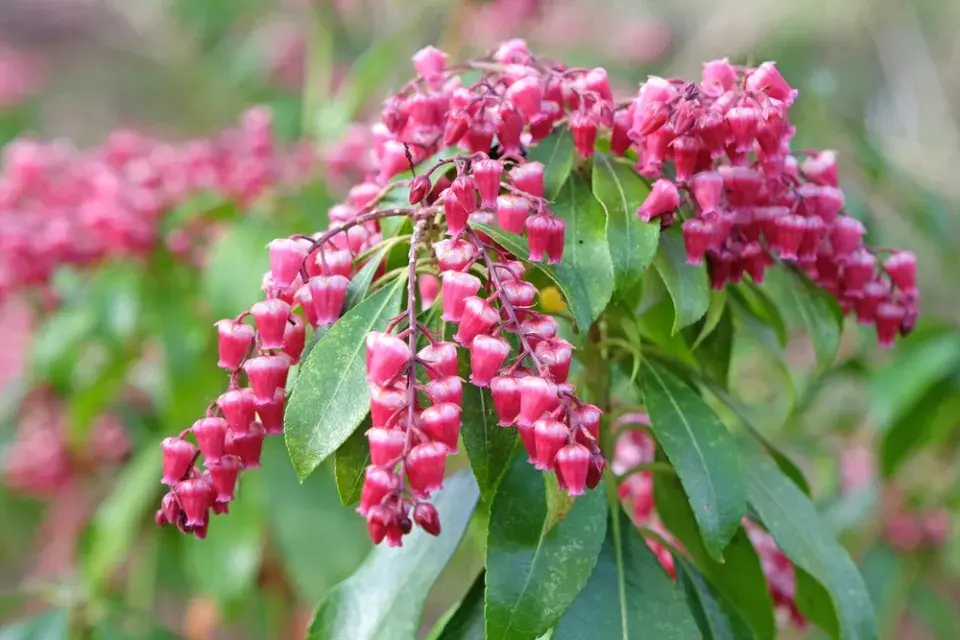 Pieris japonský (Pieris japonica) 