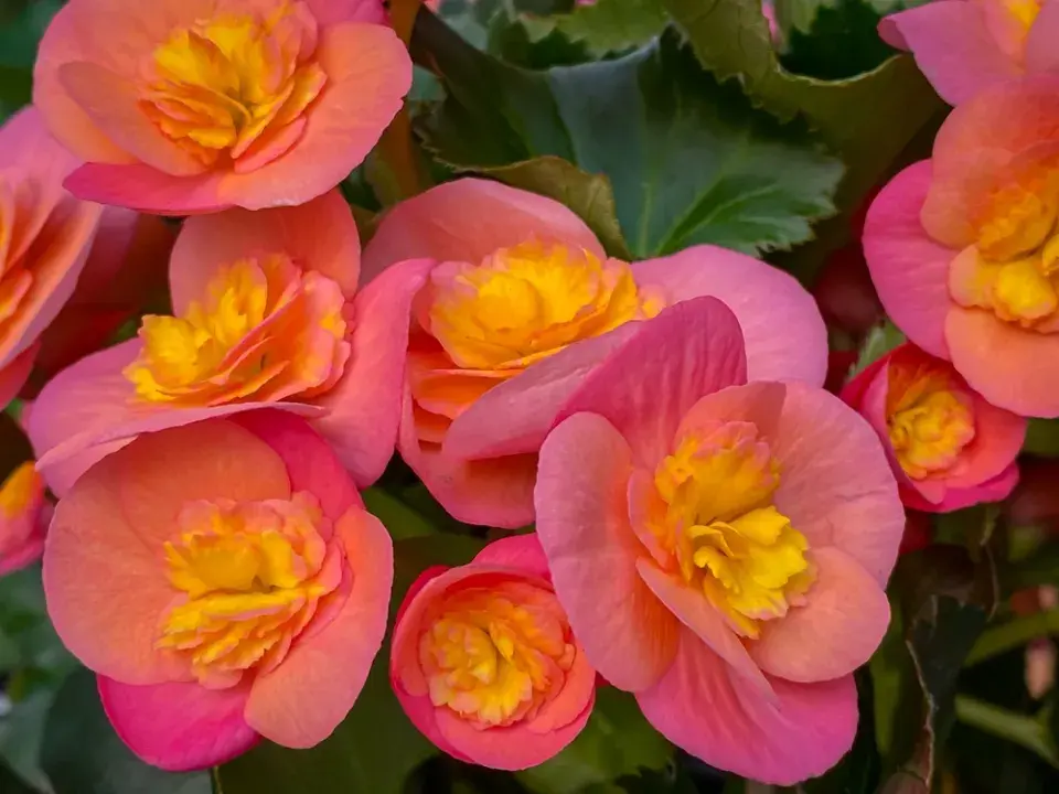 Begonie (Begonia elatior) 