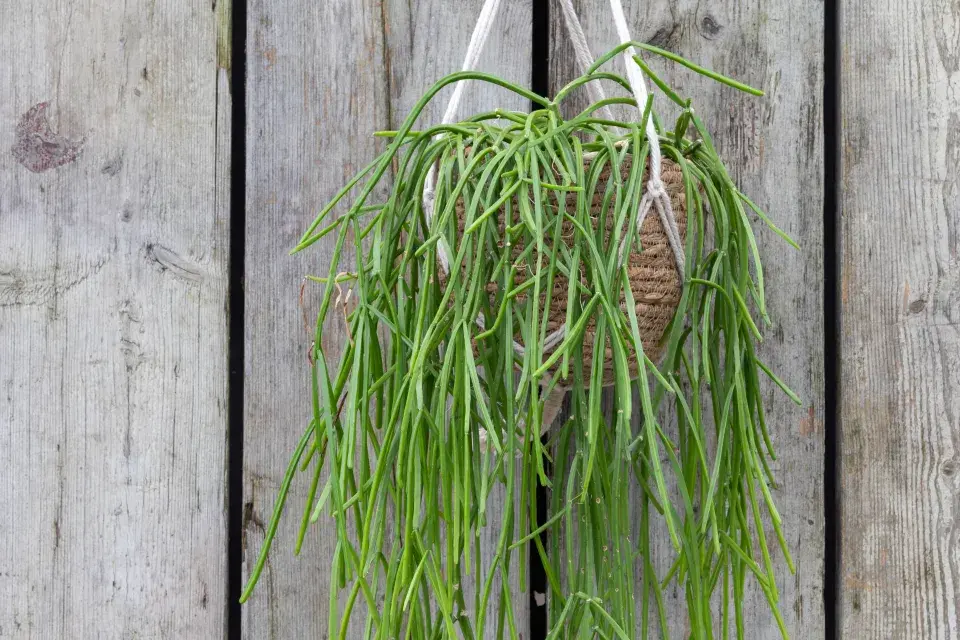 Rhipsalis neboli věšák