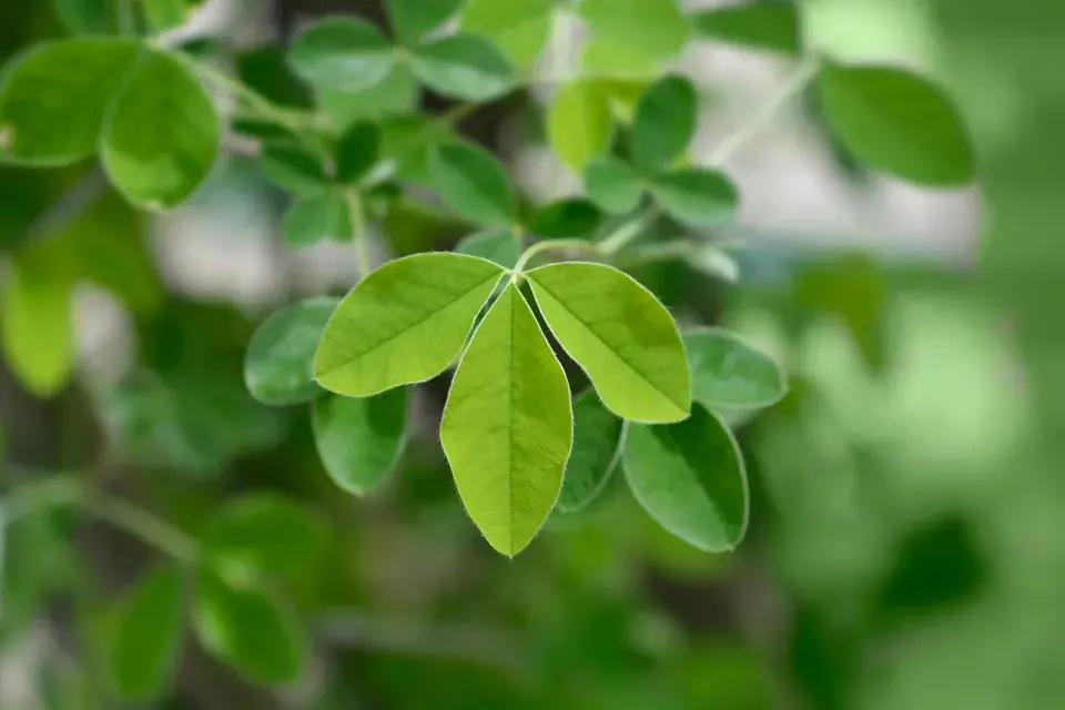 štědřenec odvislý list