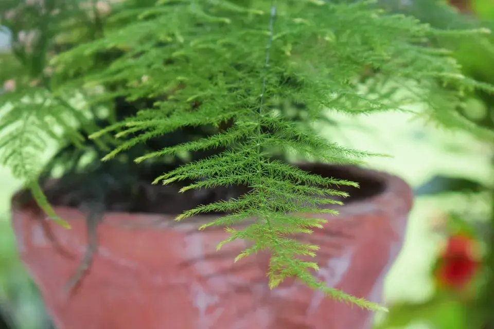 asparágus péřitý