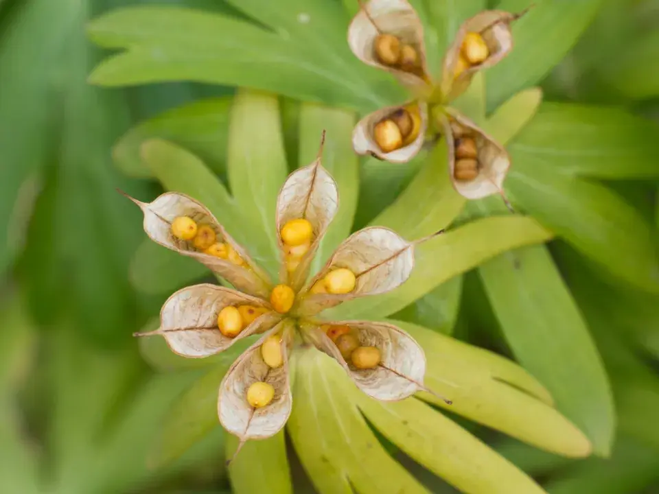Talovín (Eranthis hyemalis)