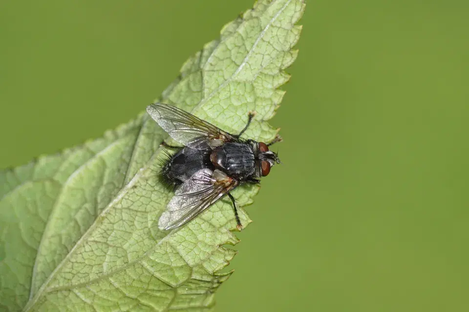 kuklice sosnokazová