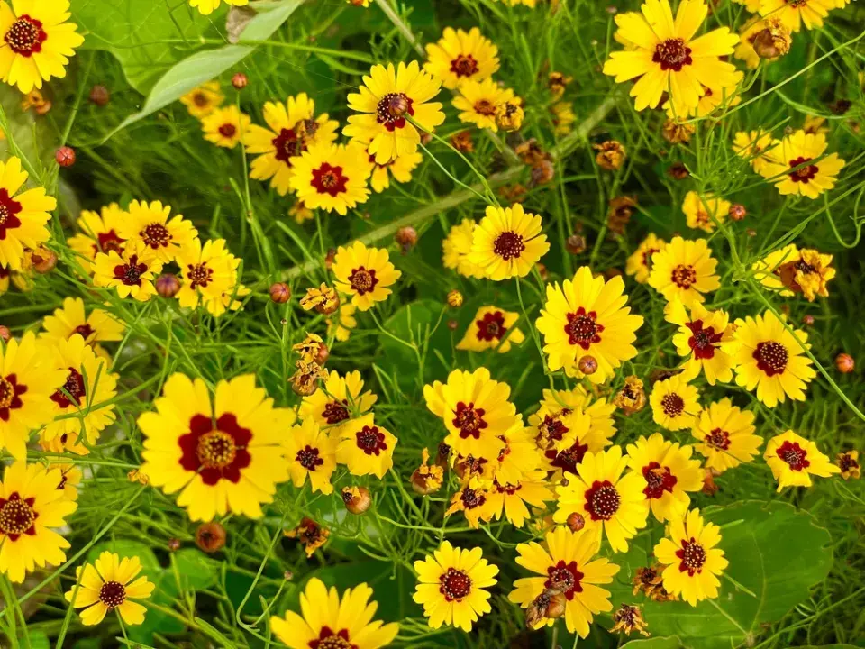 Krásnoočko (Coreopsis)