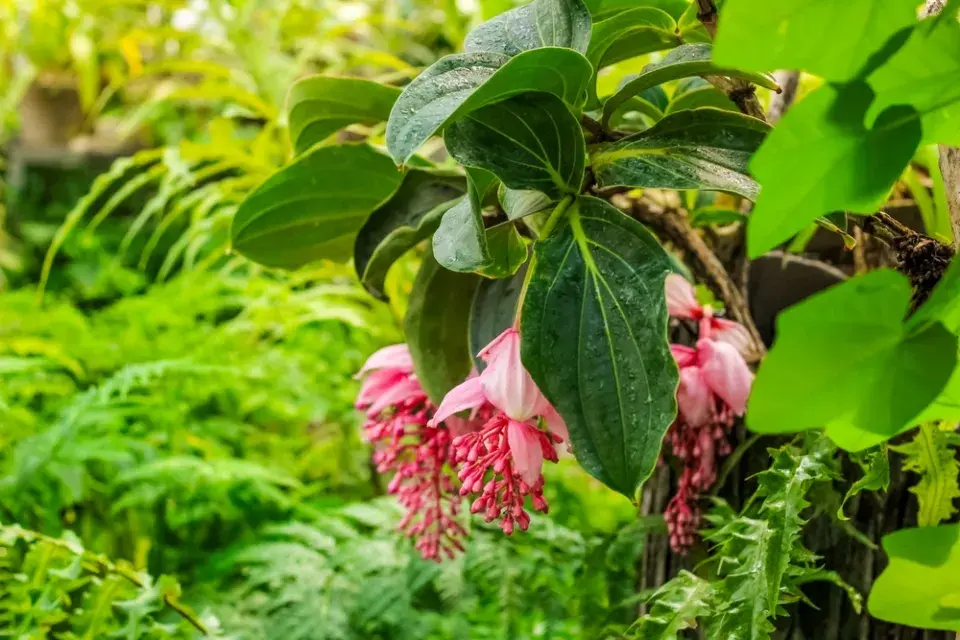 Tupoušek sloní, tupoušek pyšný, medinila (Medinilla magnifica)
