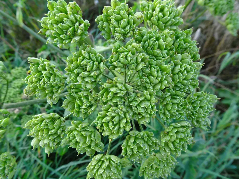 Semínka bolševníku