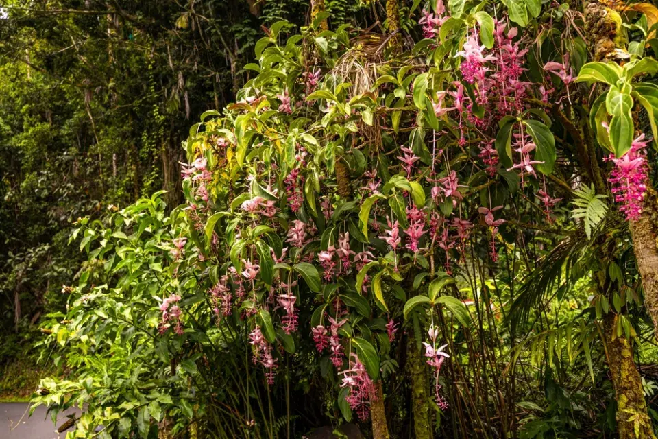 Tupoušek sloní, tupoušek pyšný, medinila (Medinilla magnifica)