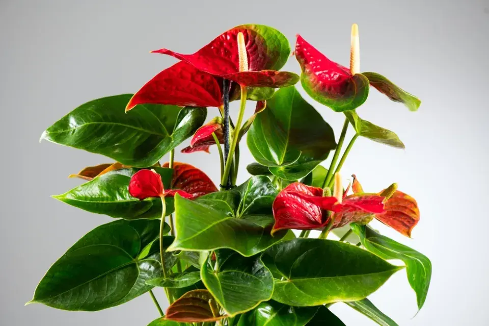 Anturie, toulitka (Anthurium) 