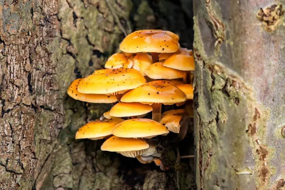 penízovka sametonohá