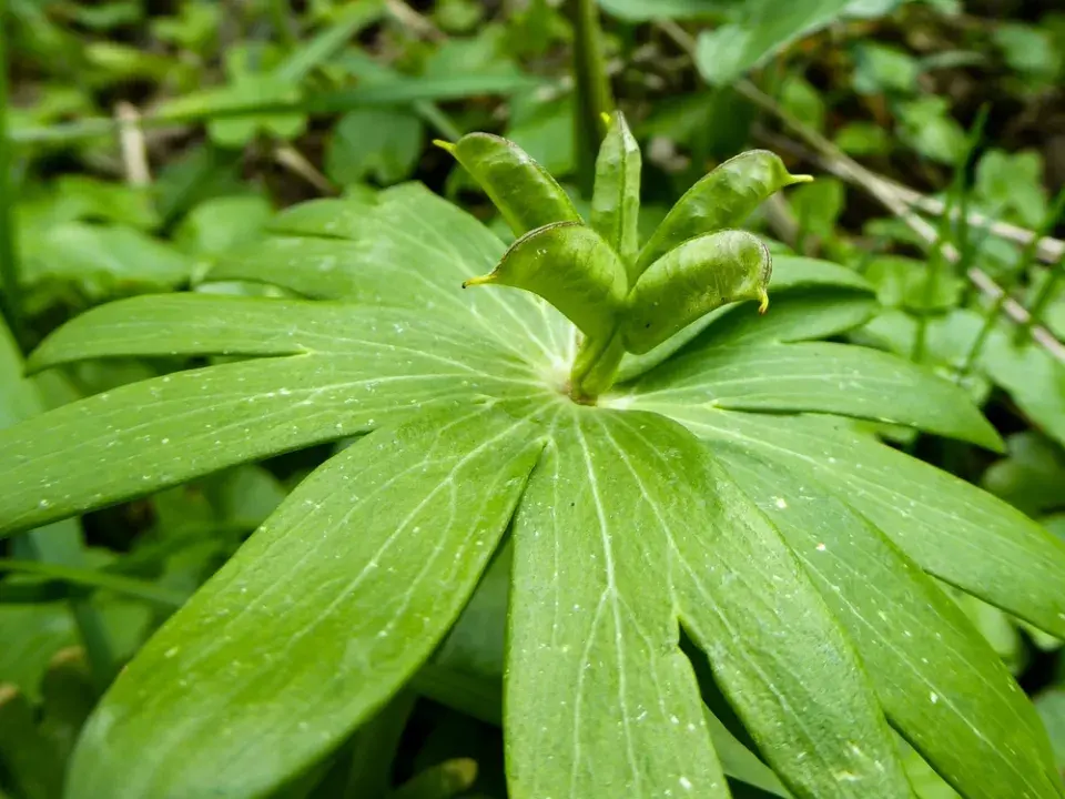Talovín (Eranthis hyemalis)