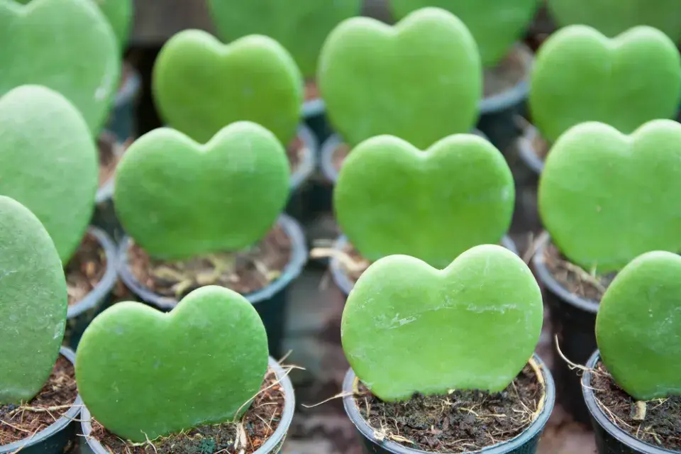 Srdíčková voskovka (Hoya kerrii)