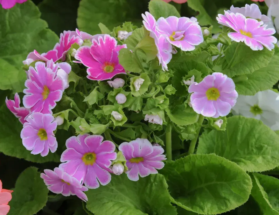 Prvosenka nálevkovitá (Primula obconica)