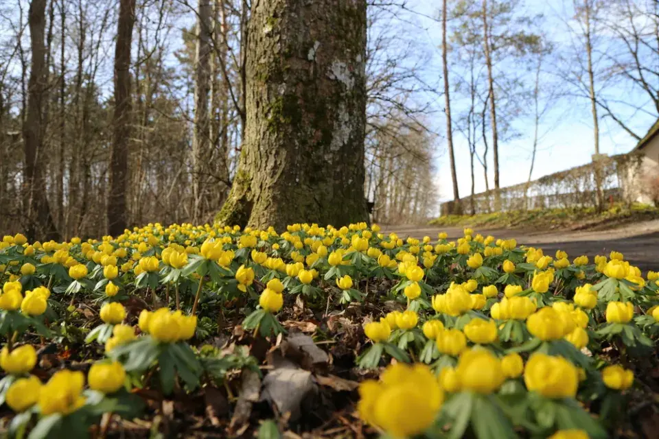 Talovín (Eranthis hyemalis)