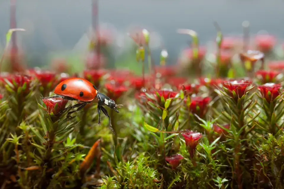 ploník chluponosný