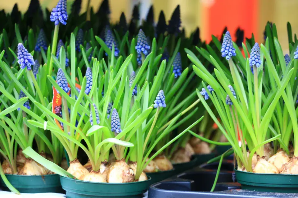 rychlené cibuloviny