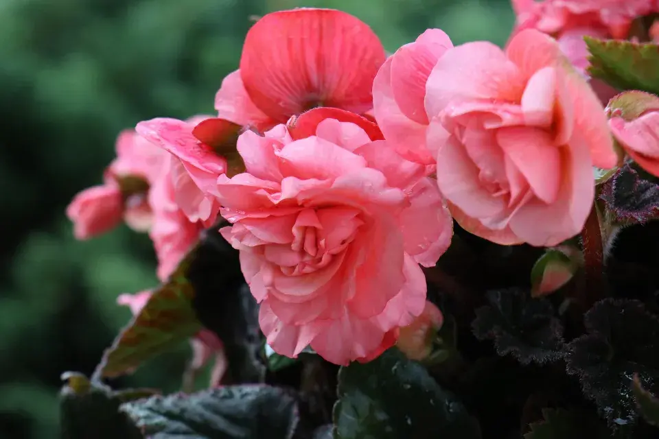 Begonie (Begonia)