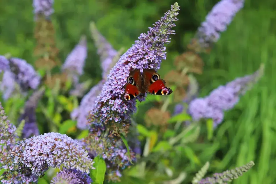 Komule Davidová (Buddleja davidii)