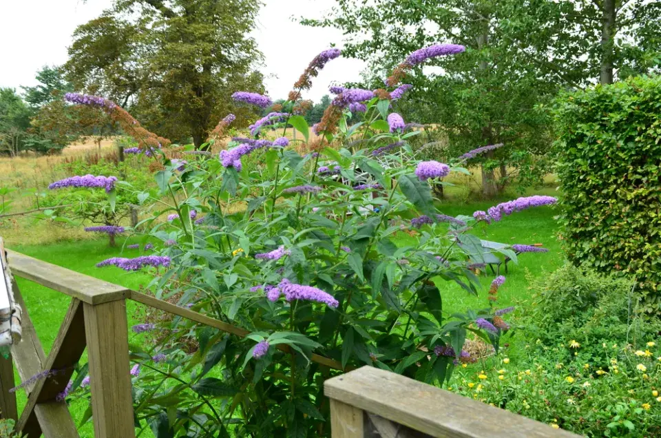 Komule Davidová (Buddleja davidii)