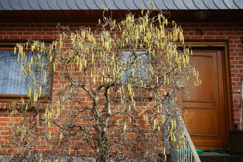 Líska obecná (Corylus avellana) 