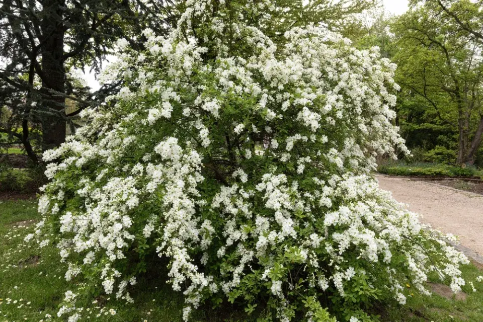 Hroznovec hroznatý (Exochorda racemosa)
