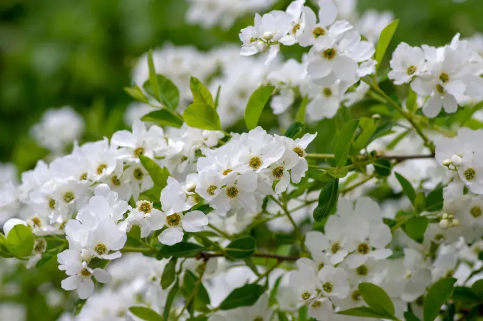 Hroznovec hroznatý (Exochorda racemosa)