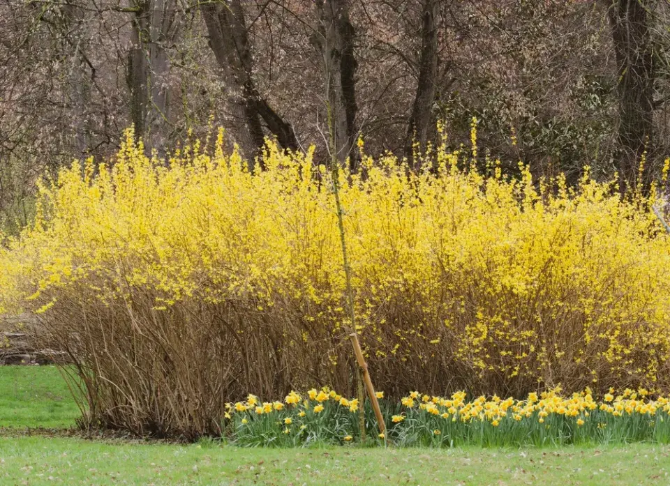 Zlatice (Forsythia)