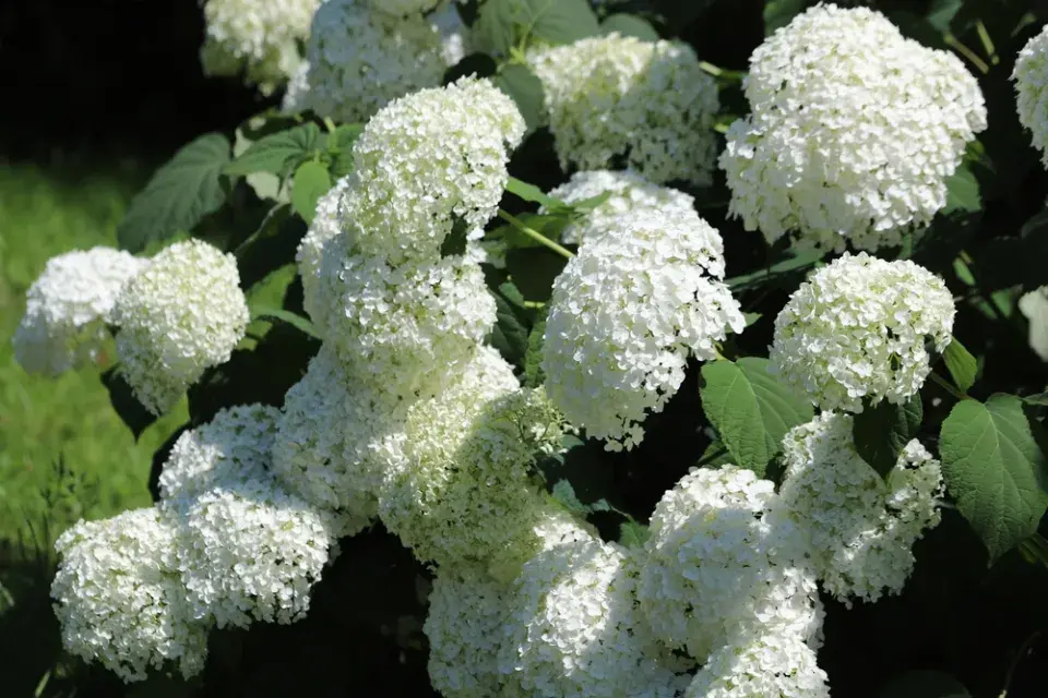 Hortenzie stromečkovitá (Hydrangea arborescens)