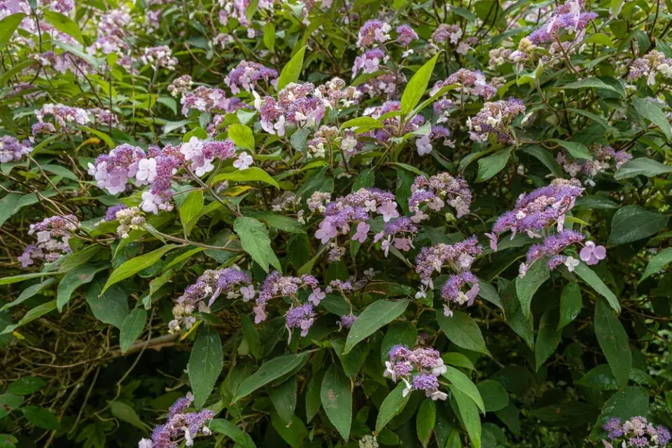 Hortenzie drsná (Hydrangea aspera)
