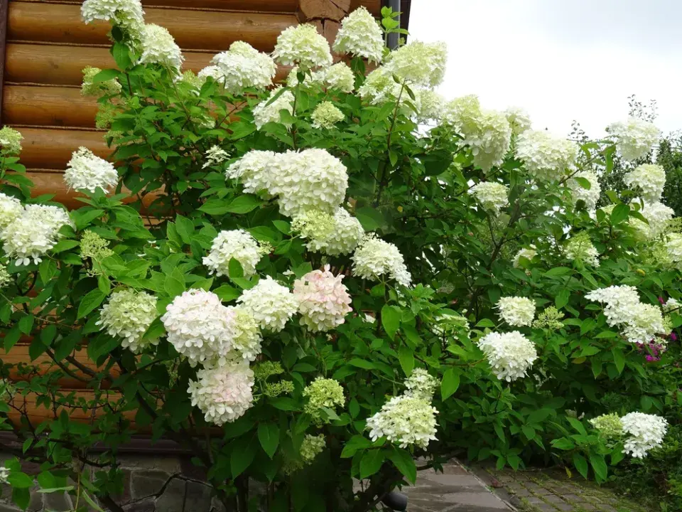 Hortenzie latnatá (Hydrangea paniculata)
