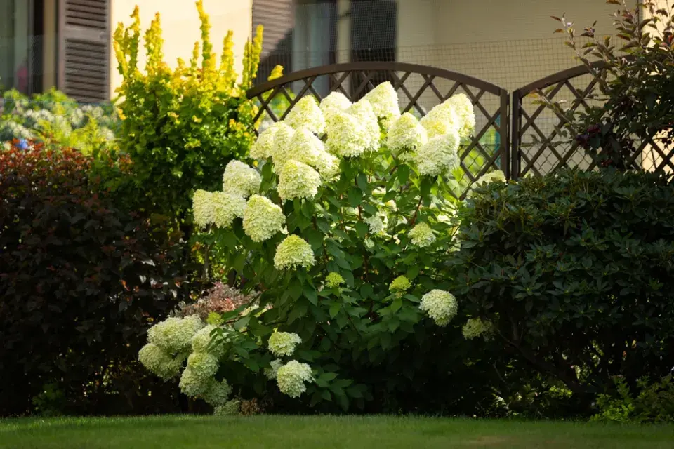 Hortenzie latnatá (Hydrangea paniculata)