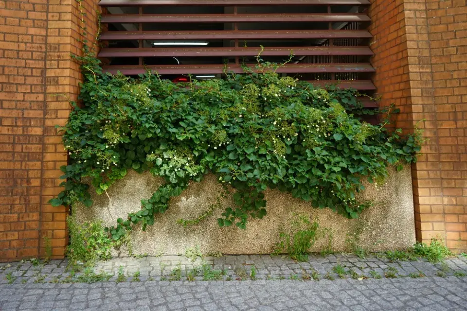 Hortenzie řapíkatá (Hydrangea petiolaris)