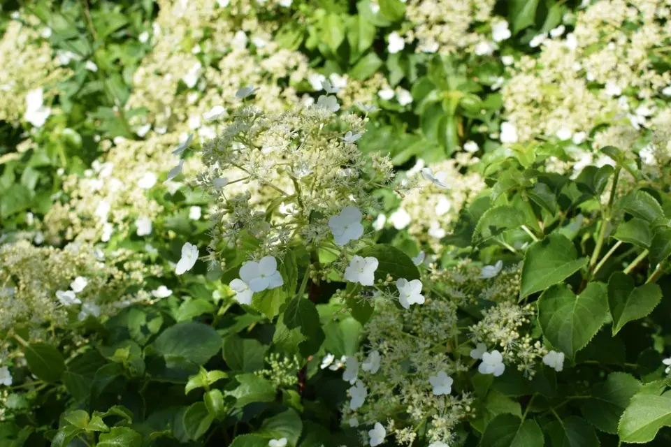 Hortenzie řapíkatá (Hydrangea petiolaris)