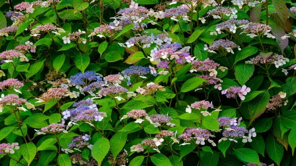 Hortenzie pilovitá (Hydrangea serrata)