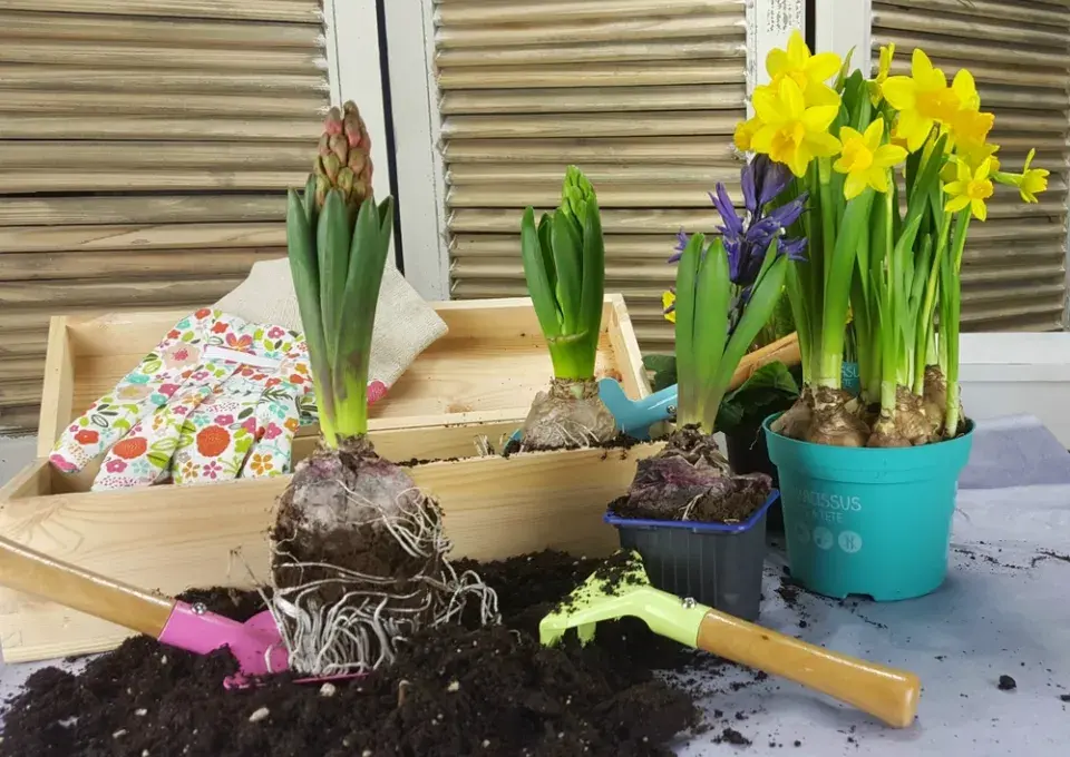 cibuloviny na balkoně