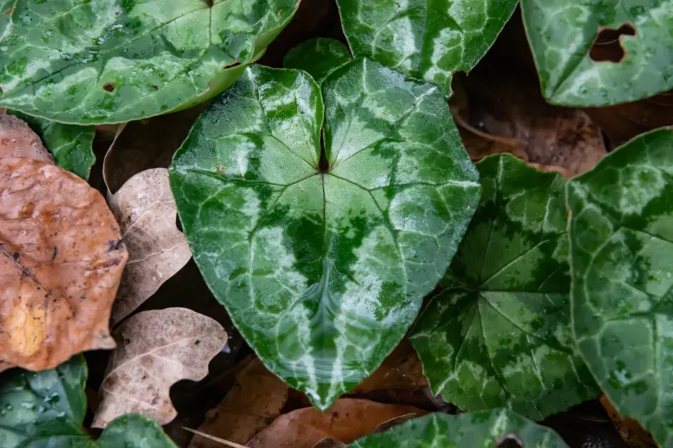 zahradní bramboříky