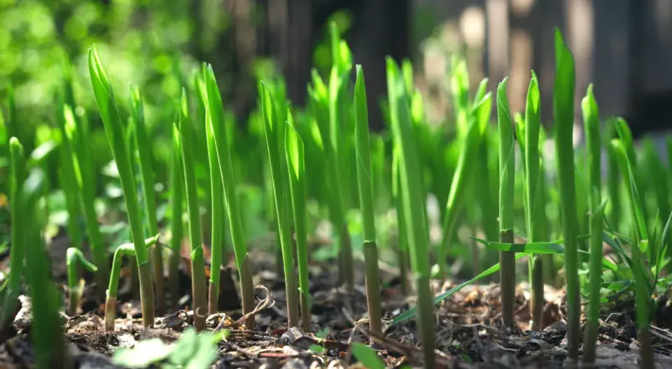 Konvalinka vonná (Convallaria majalis) 